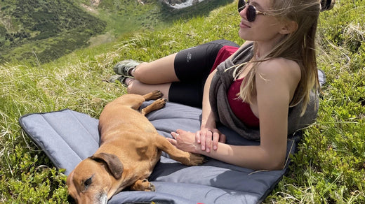 Wie Sie Ihren Hund richtig ausführen