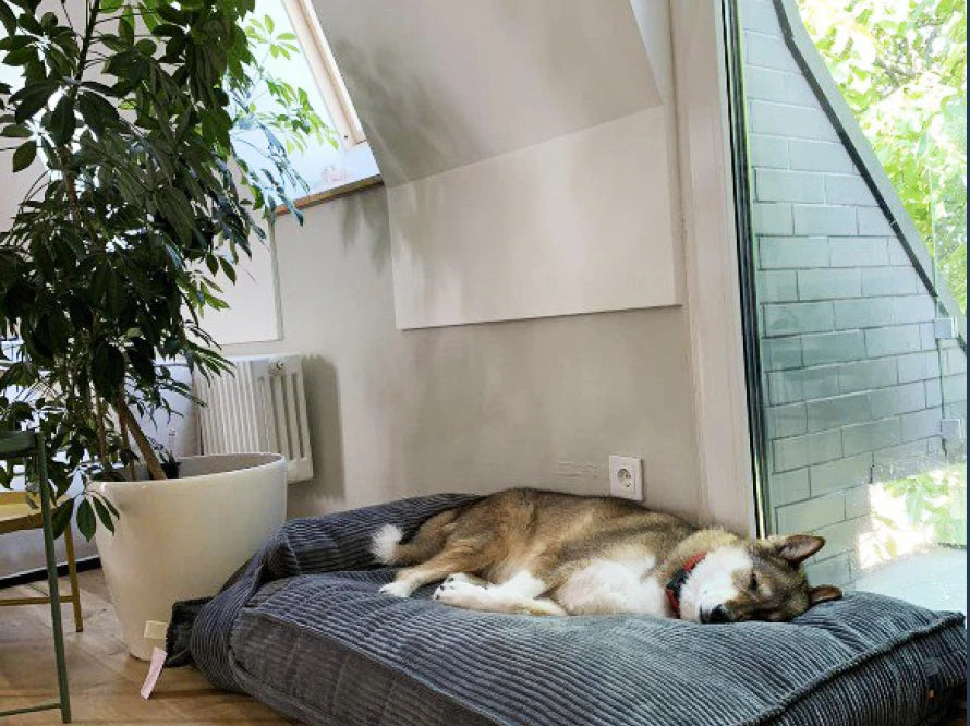 MEMORY FOAM pillow