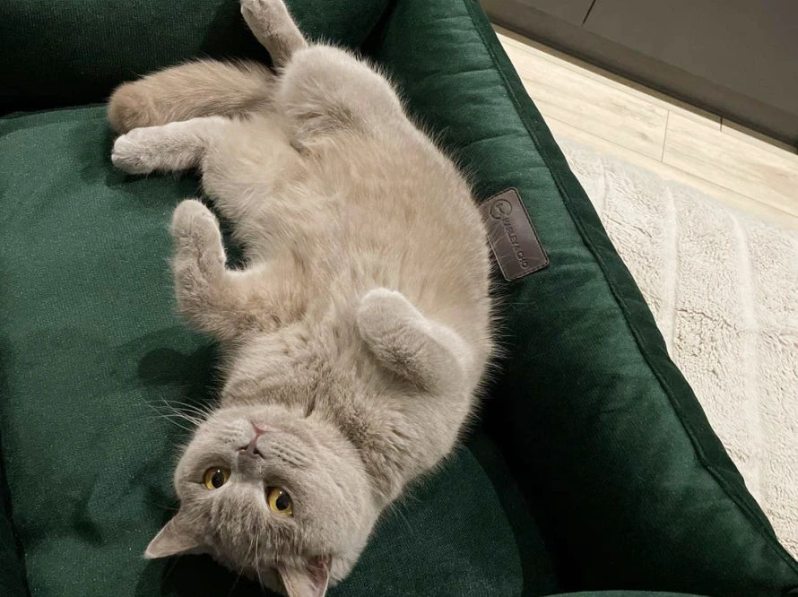 DREAMER Velour