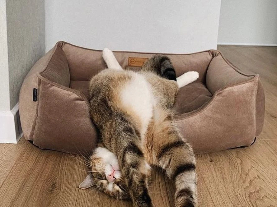 DREAMER Velour