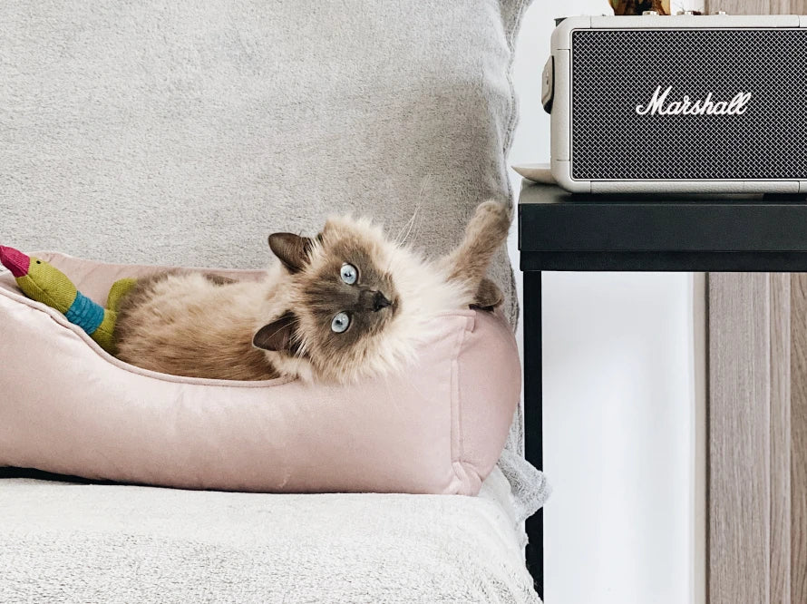 Dog Bed Dreamer Velour Wine