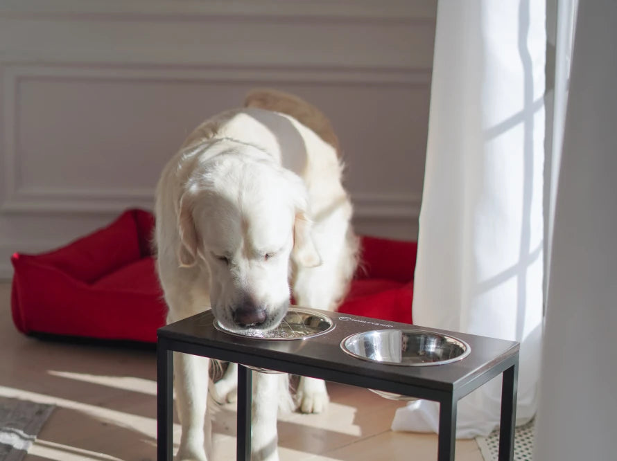 Ceramic Dog Bowl Ceramic Bowl