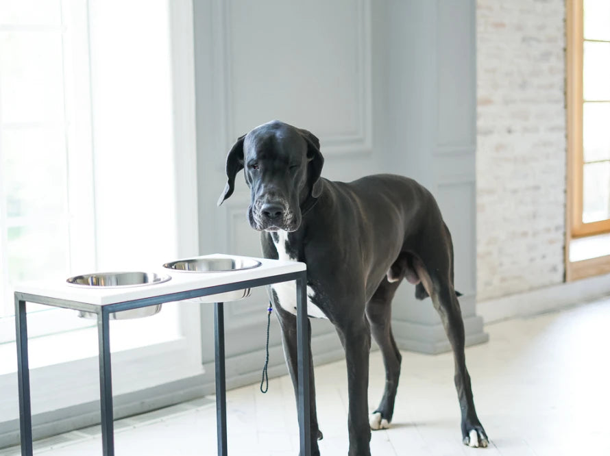 Ceramic Dog Bowl Ceramic Bowl
