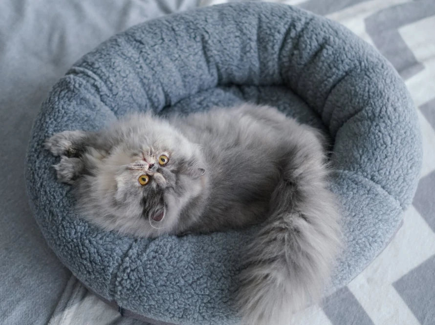 BAGEL Fur