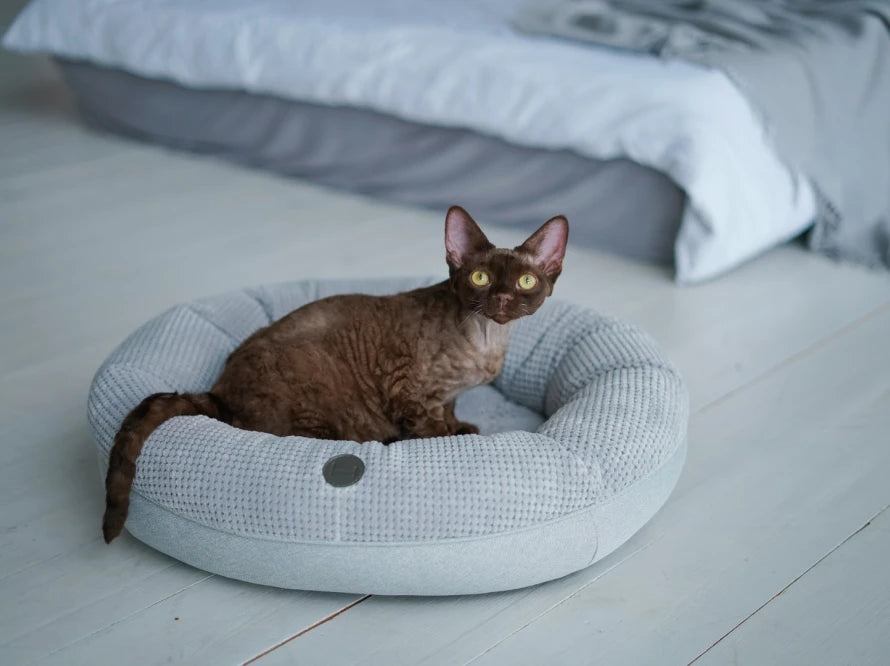 BAGEL