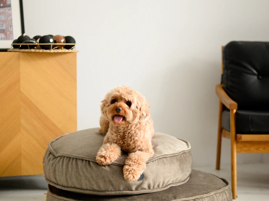Island Memory Foam Dog Pillow