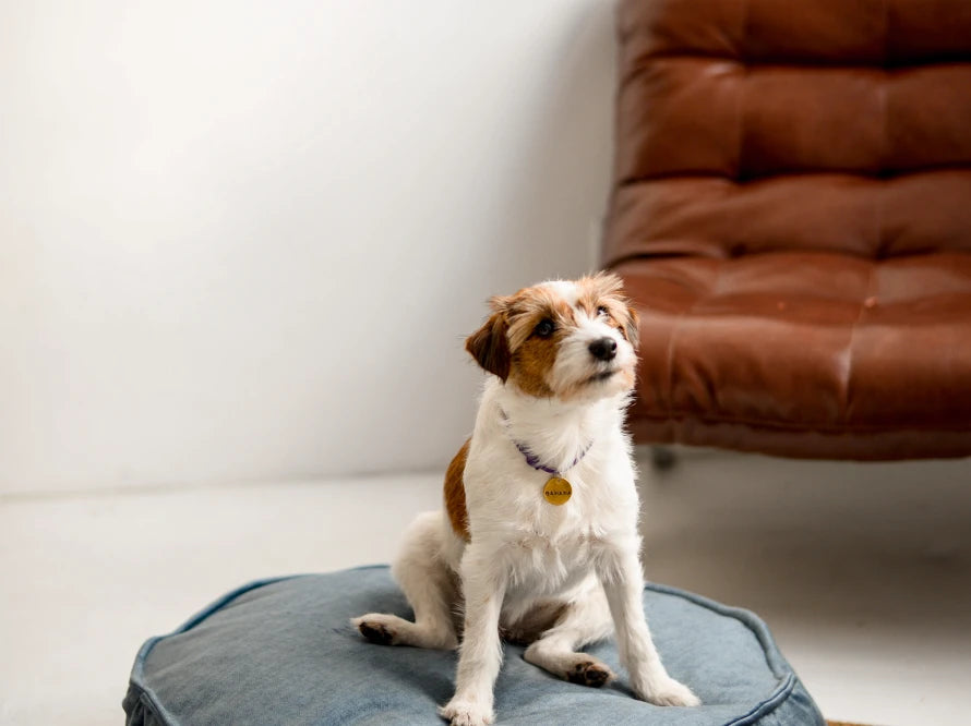 Island Memory Foam Dog Pillow
