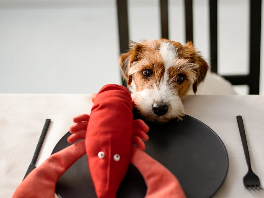 LOBSTER SEBASTIAN