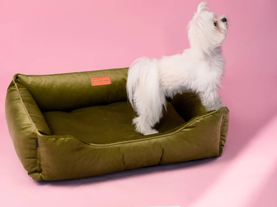 DREAMER Velour