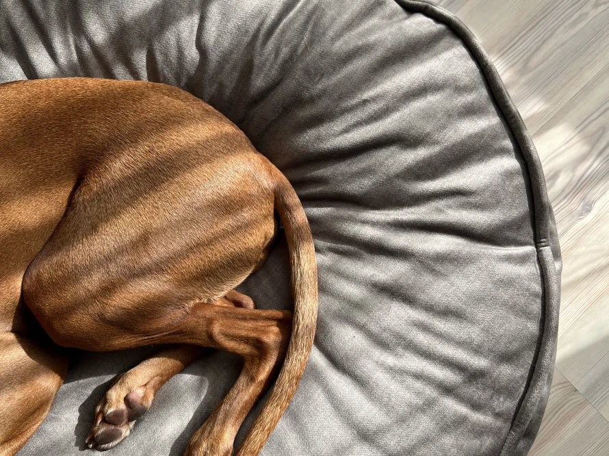 Island Memory Foam Dog Pillow