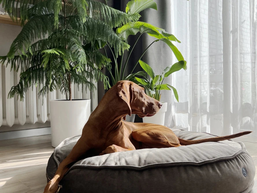 Island Memory Foam Dog Pillow