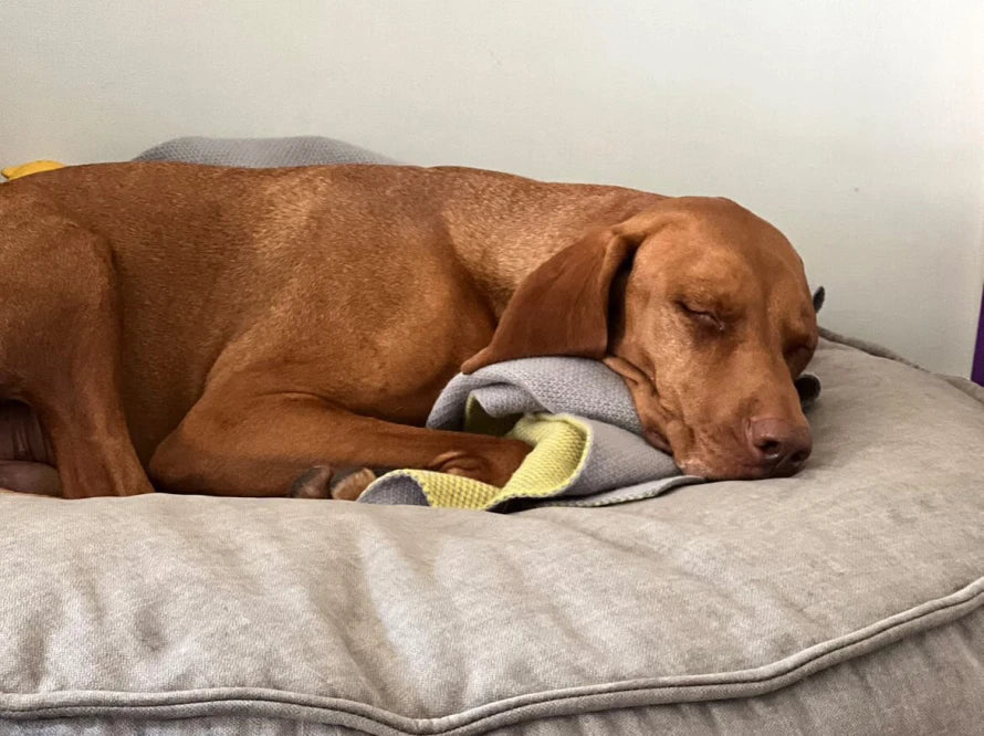 Island Memory Foam Dog Pillow