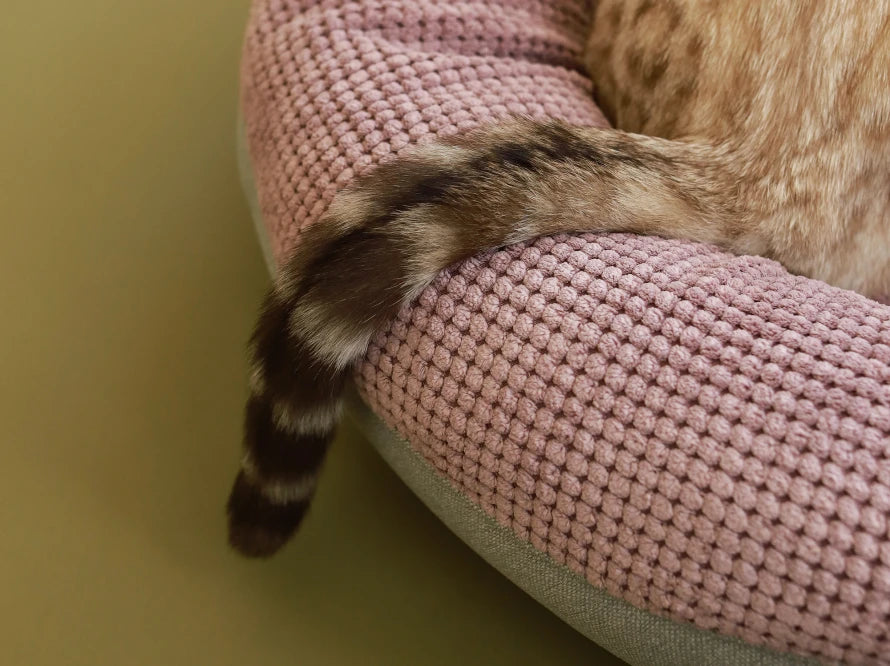 BAGEL