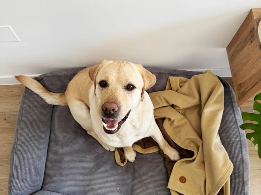 BLANKET for large dog