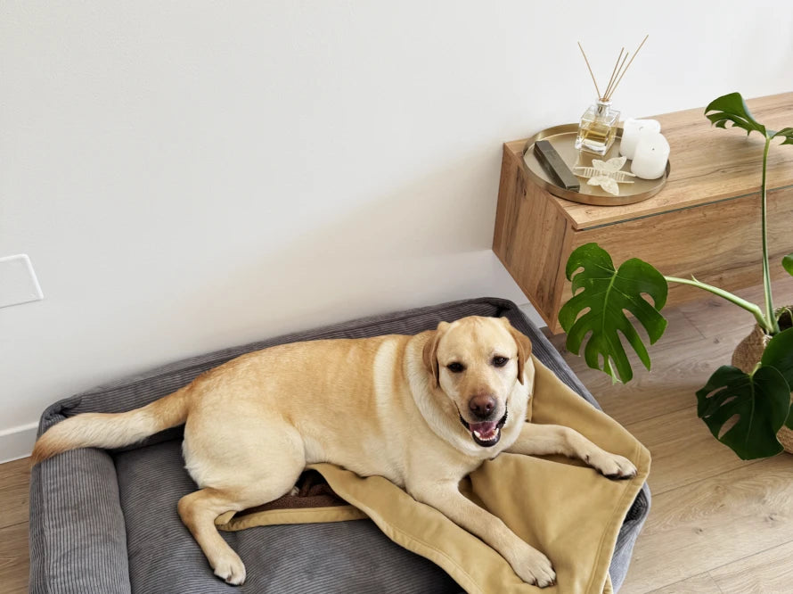 BLANKET for large dog