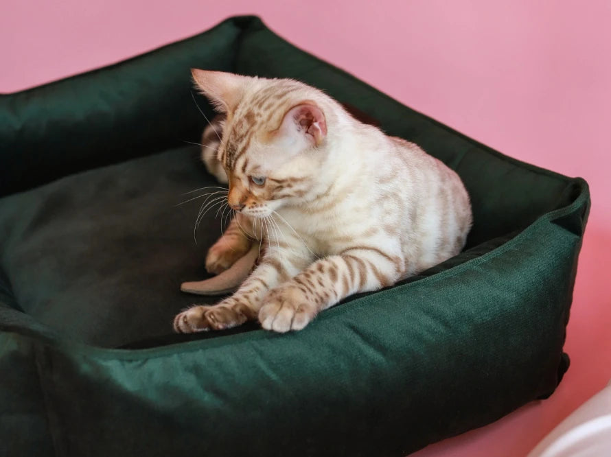 Dog Bed Dreamer Velour Wine