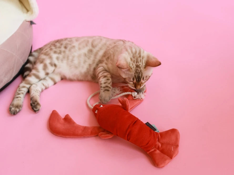 LOBSTER SEBASTIAN