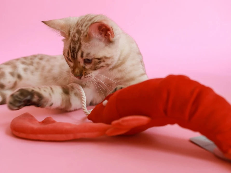 LOBSTER SEBASTIAN