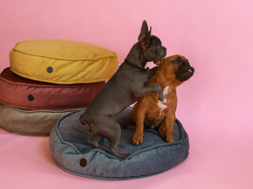 Island Memory Foam Dog Pillow