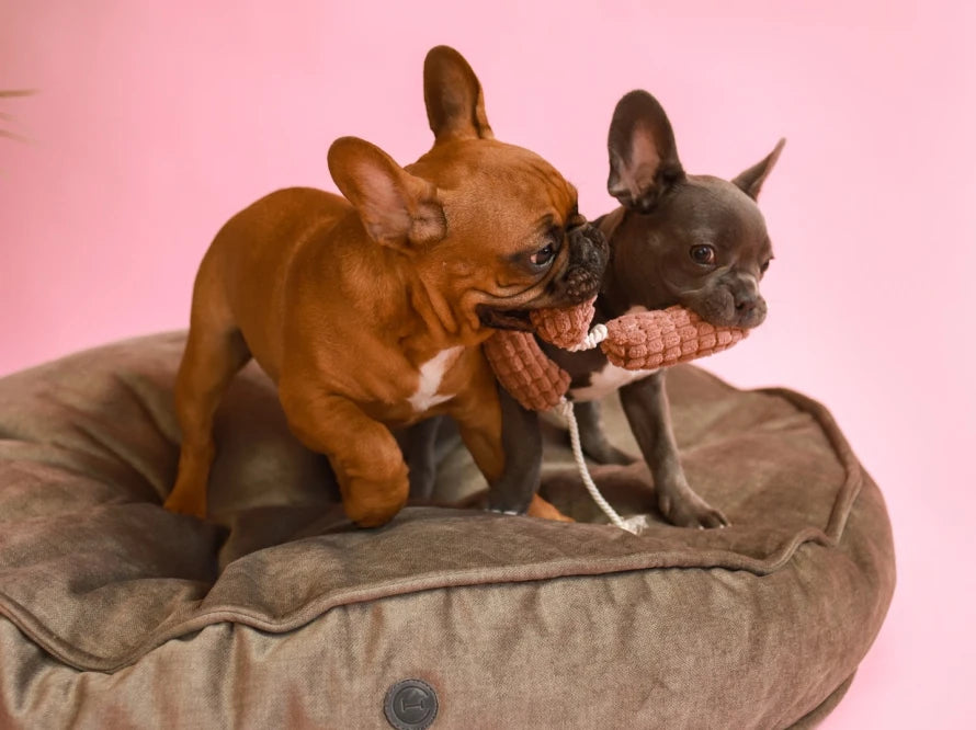 Island Memory Foam Dog Pillow