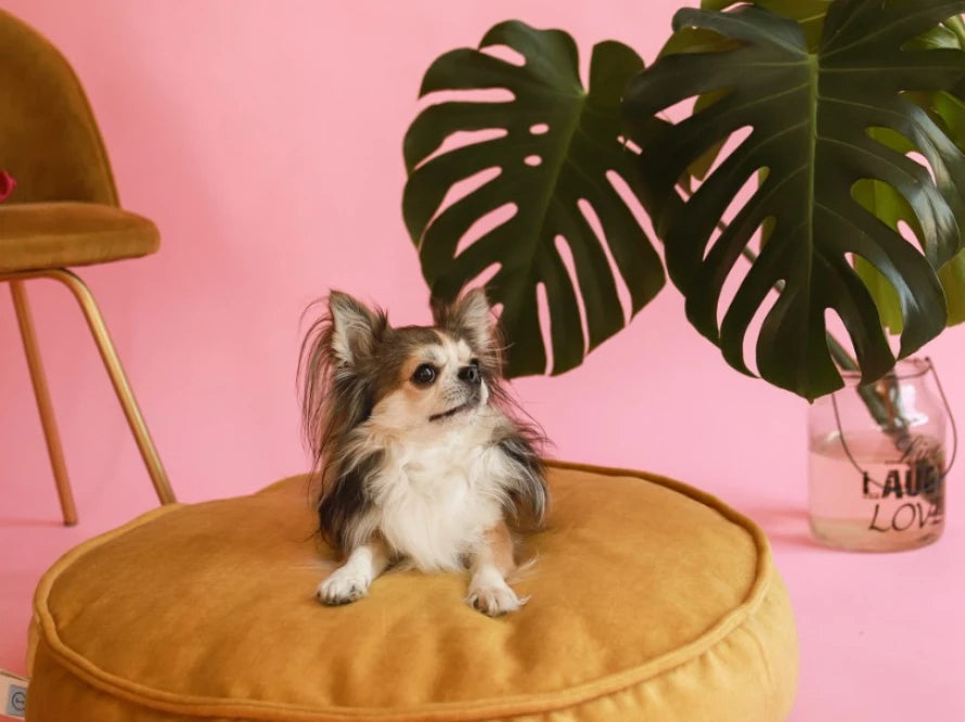 Island Memory Foam Dog Pillow
