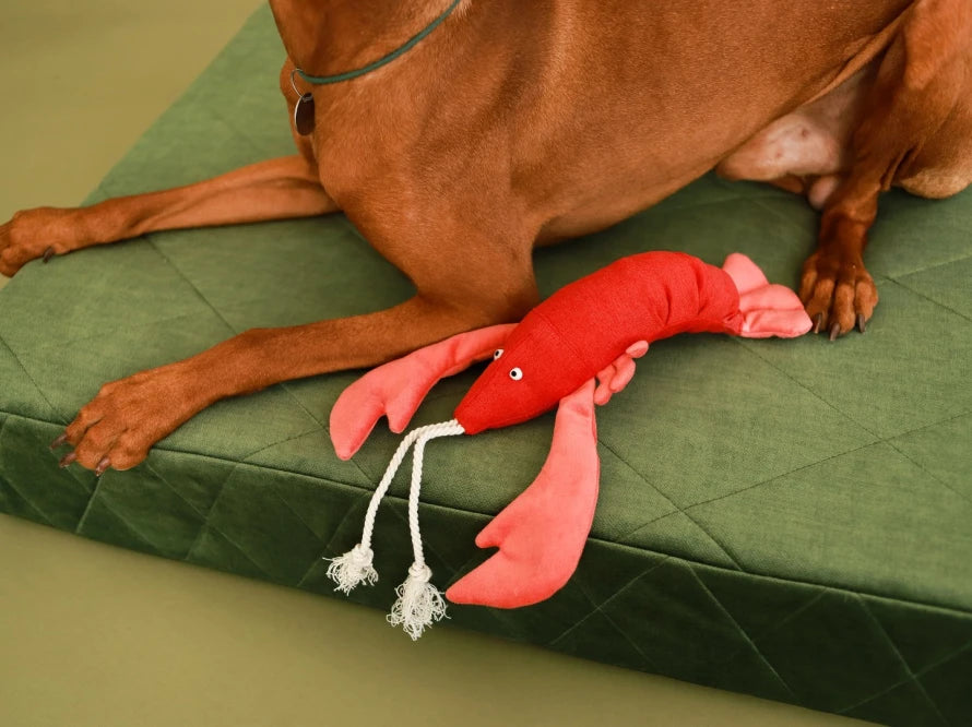 LOBSTER SEBASTIAN