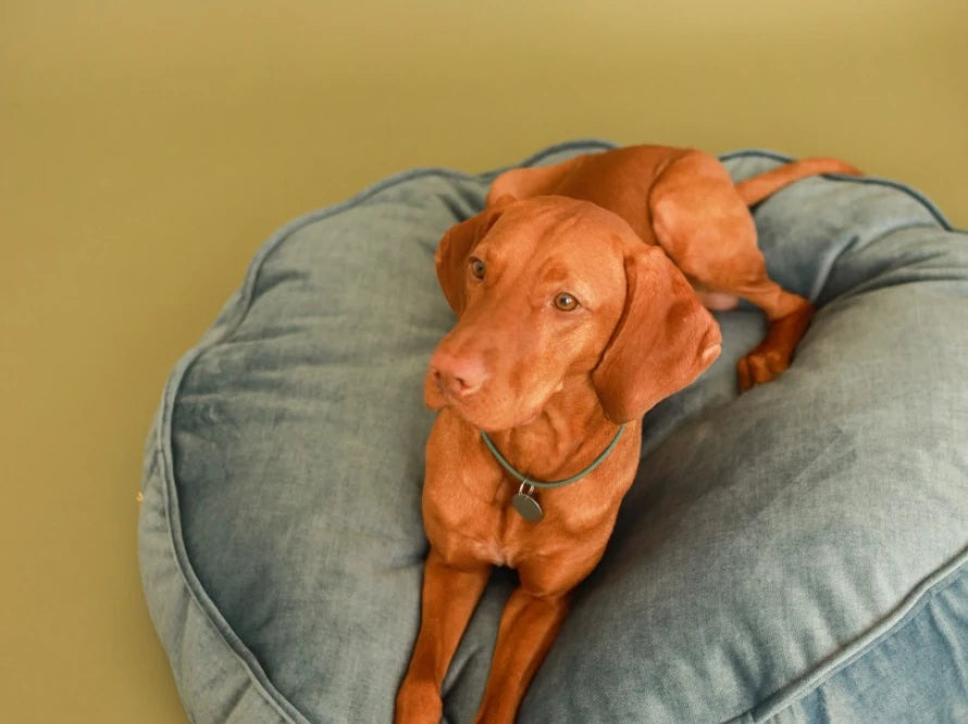Island Memory Foam Dog Pillow