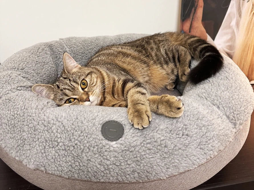 BAGEL Fur