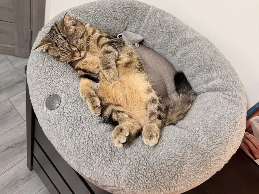 BAGEL Fur