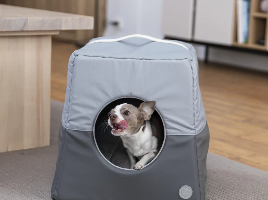 Cat House Cabrio