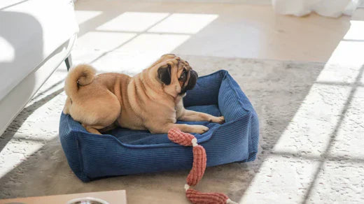 Wird das Haustier traurig, wenn es allein ist?