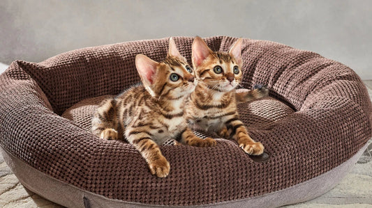 Wie Sie Ihre Katze an das Bett gewöhnen