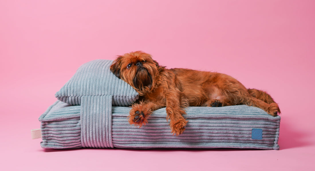 Was ist ein orthopädisches Hundebett?