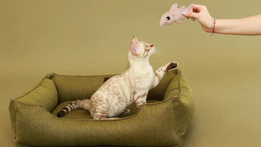 Wie man das perfekte Katzenspielzeug auswählt