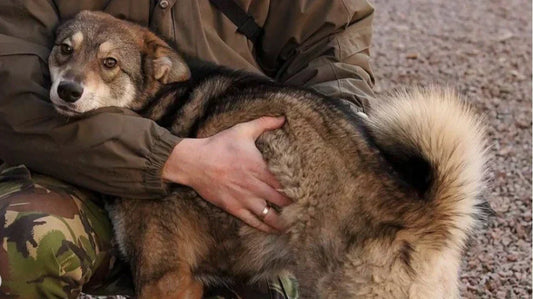 Wichtiges bei der Adoption eines Tieres