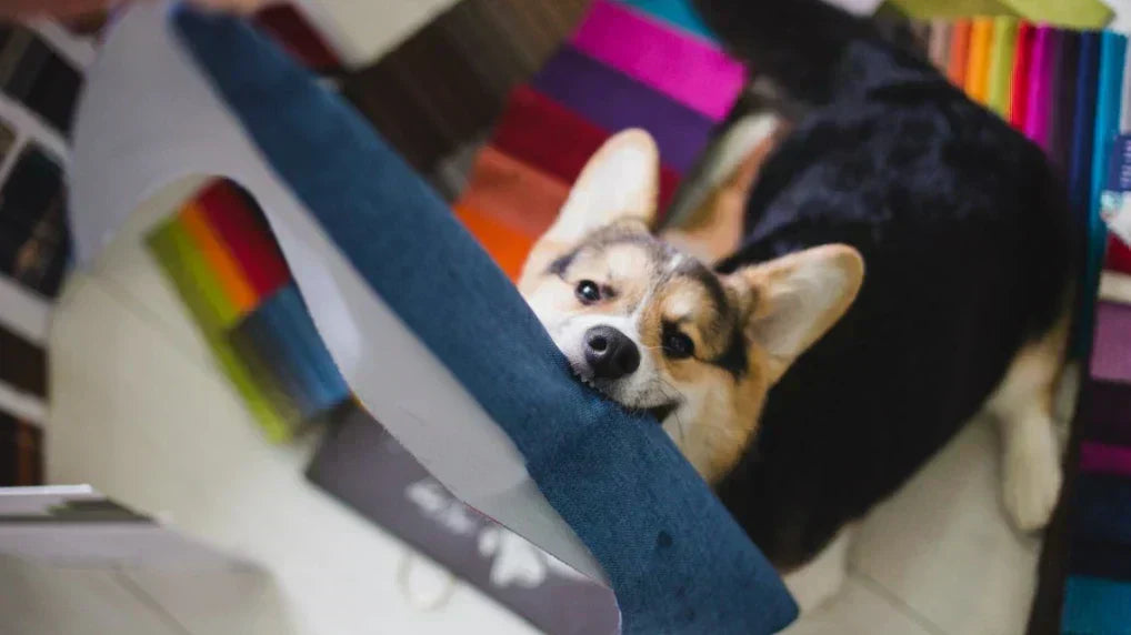 Harley & Cho Stoffe für Hundebetten