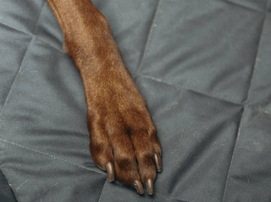 Auto-Hundehängematte Daily Grau