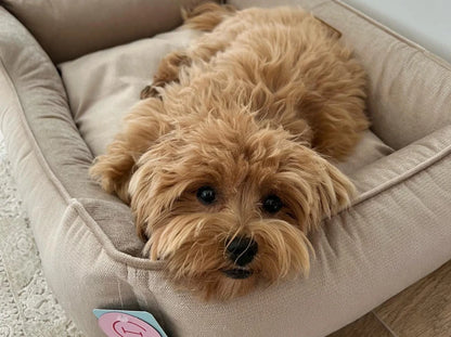 Dog Bed Dreamer Velour Graphite