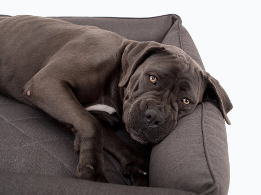 SOFA dog bed