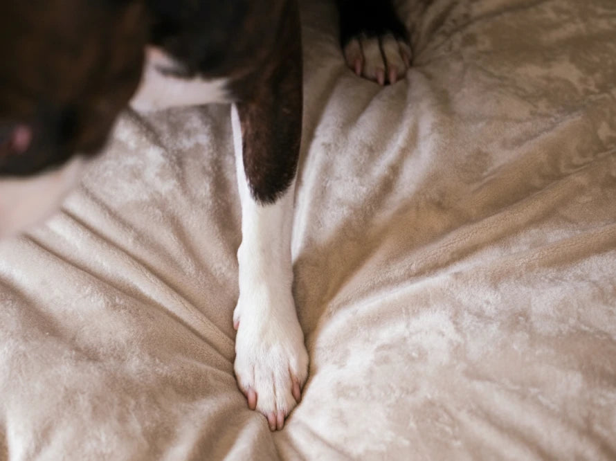 COVER Plush Memory Foam#Beige