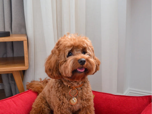 DOG BED DREAMER VELVET Yellow