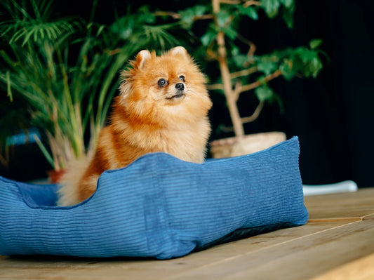 DOG BED DREAMER VELVET Yellow