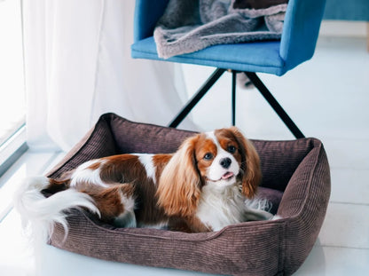 DOG BED DREAMER VELVET Yellow