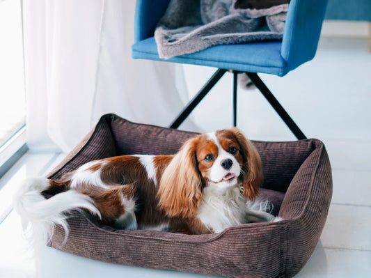 DOG BED DREAMER VELVET Yellow