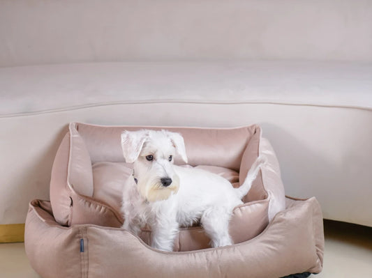Dog Bed Dreamer Velour Graphite