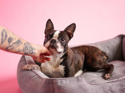 DOG BED DREAMER VELVET Yellow
