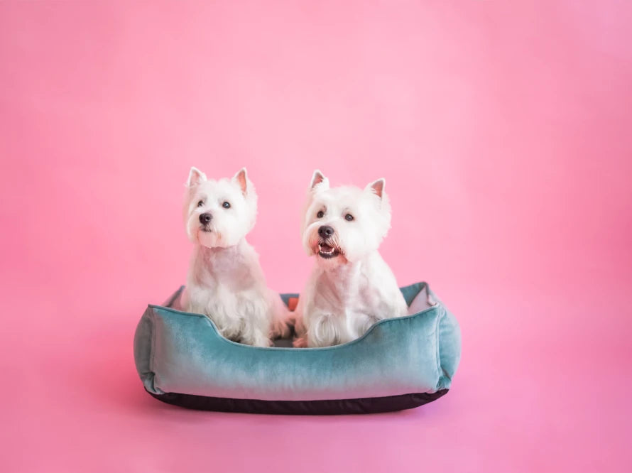 DREAMER Velour#Tiffany