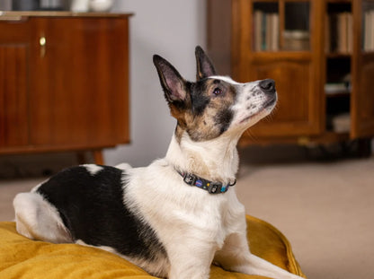 Island Memory Foam Dog Pillow