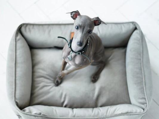 Dog Bed Dreamer Velour Graphite