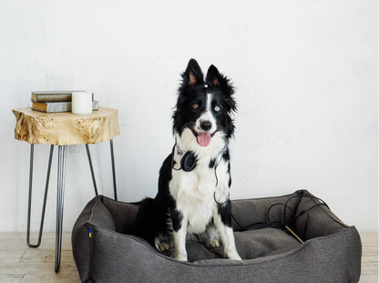 dog bed Dreamer Graphite